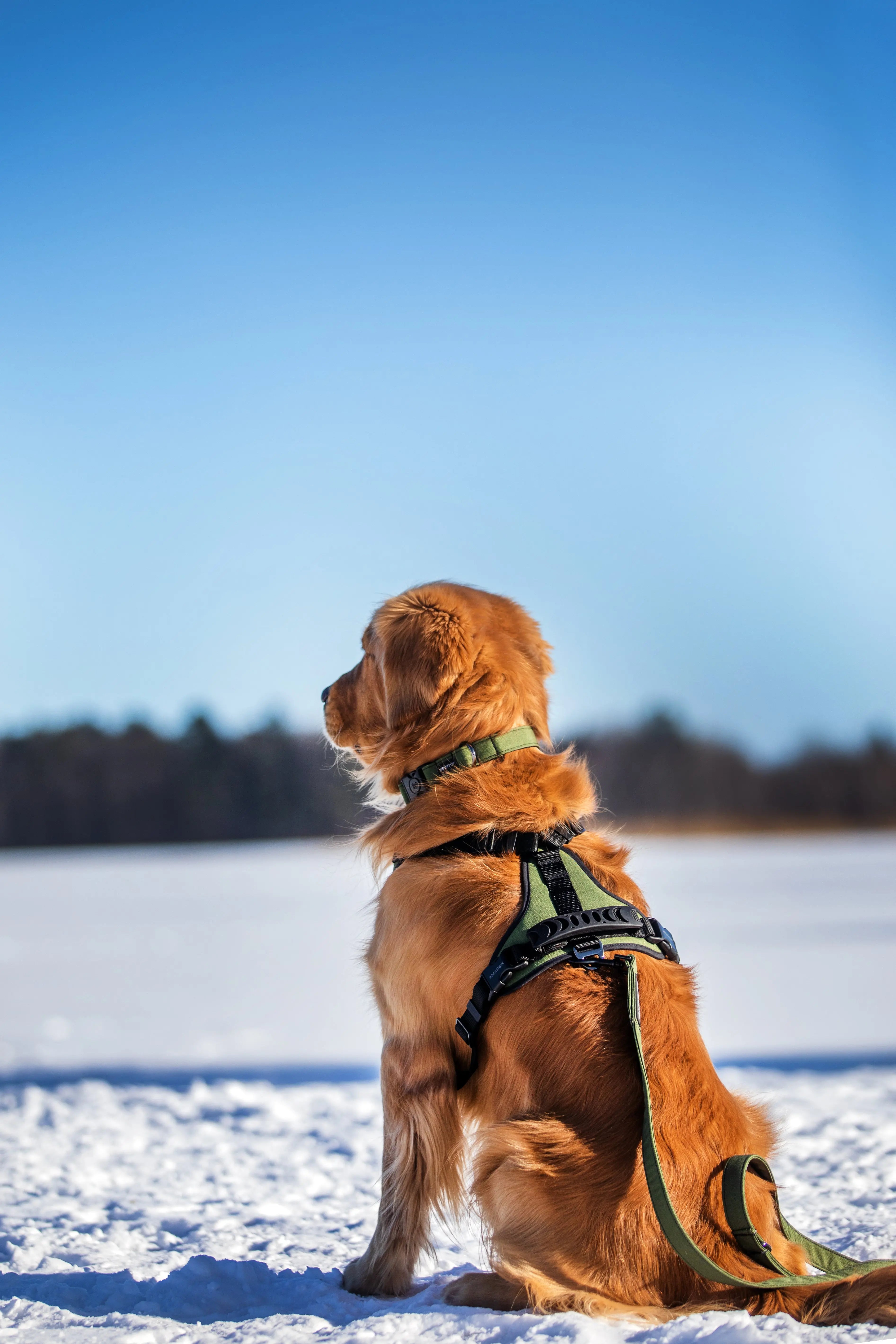 Harnais pour chien - Ribera Amarok