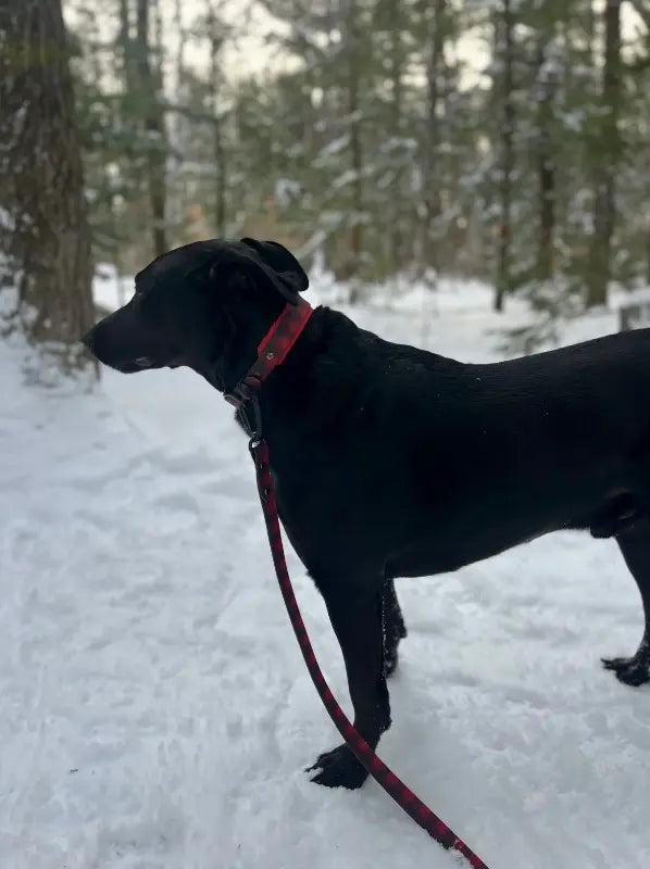 Collier doublé 1.5'' imperméable pour chien - Bûcheron Amarok