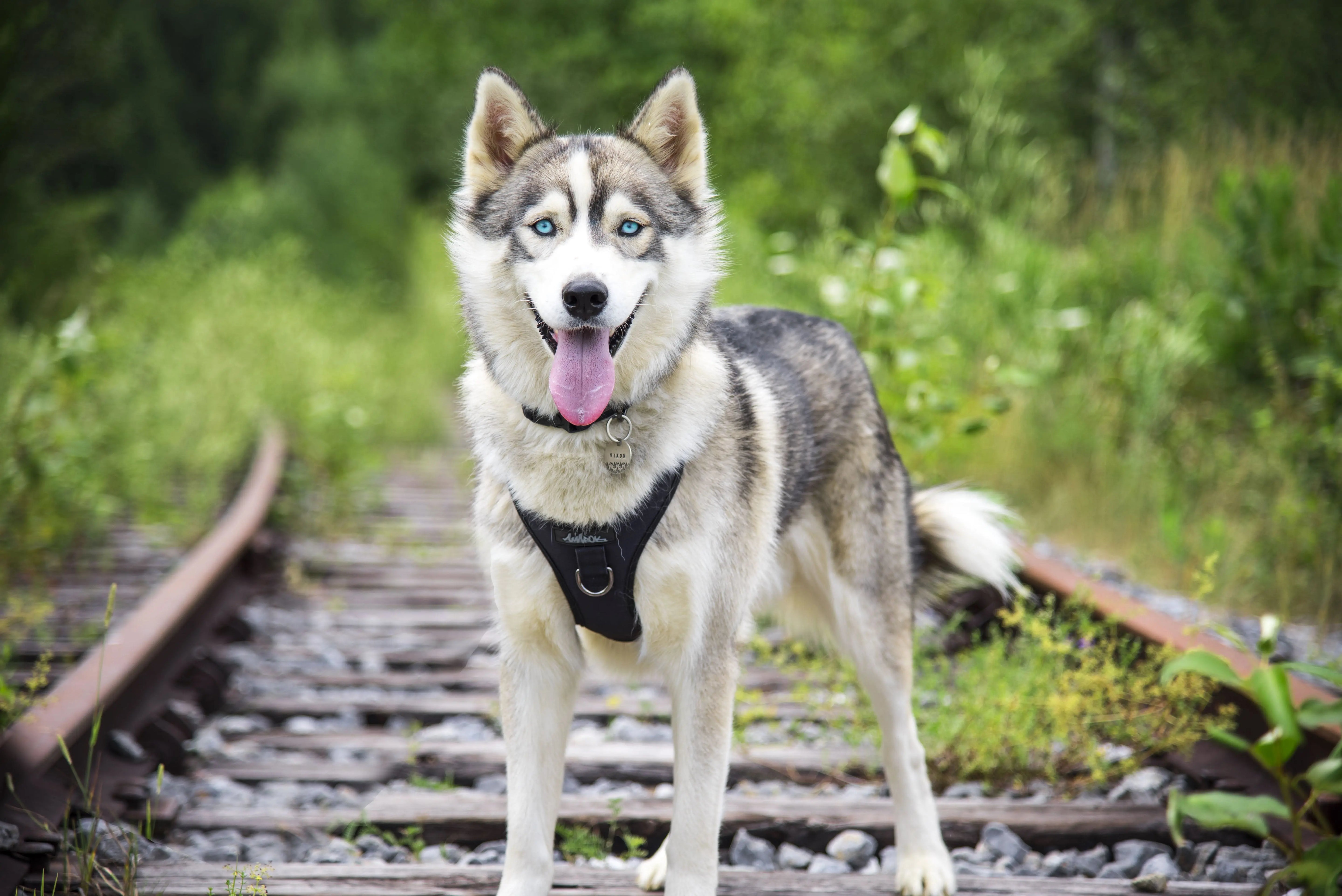 Chien, Husky portant le collier en tissus souple et le harnais régulier de randonnée pour gros chien de la collection Onyx. Couleur noir unie.