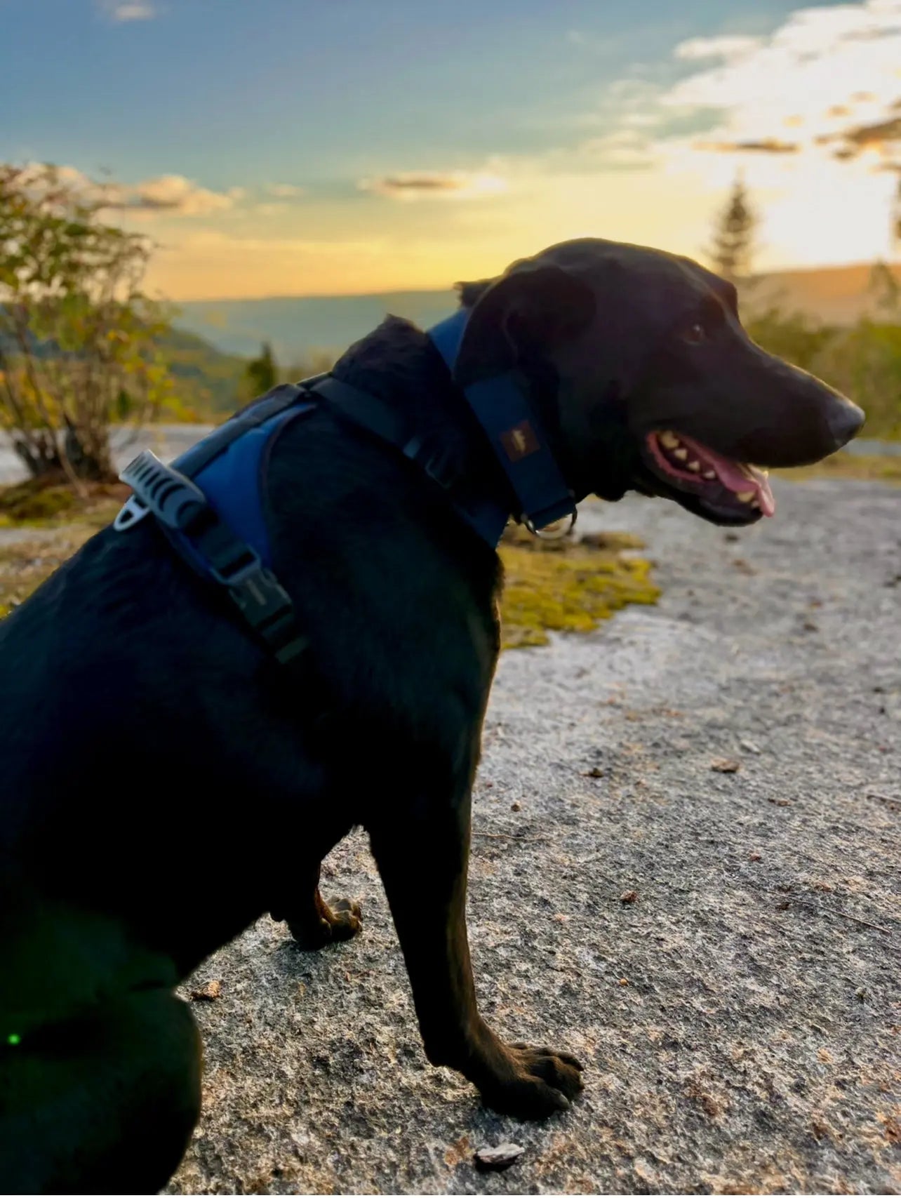 Harnais pour chien - Kraken Amarok