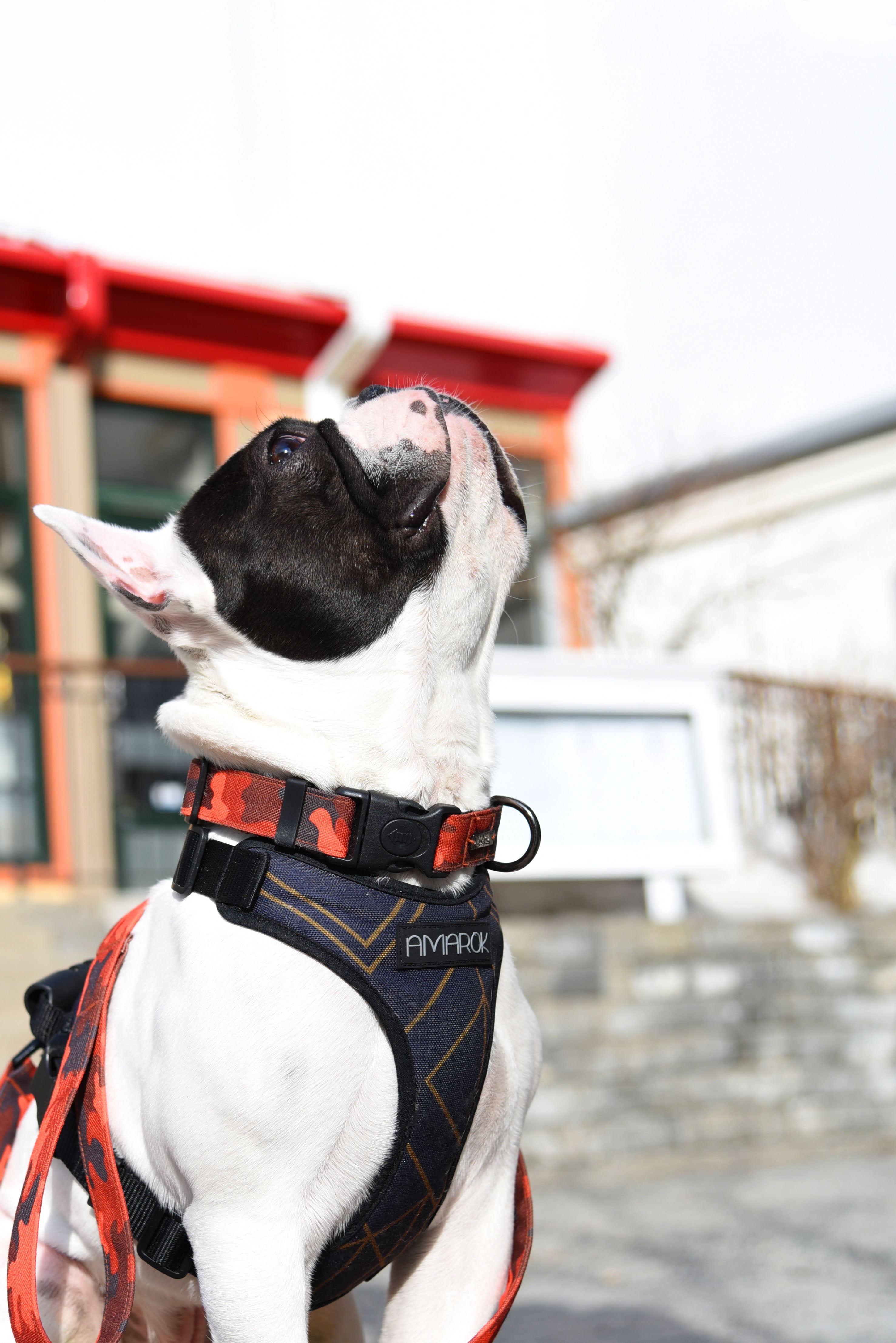 Chien, Bulldog Anglais, portant le Collier en tissus souple pour petit chien de la collection Sahara. Couleur Camo, rouge et noir. Vue de côté.