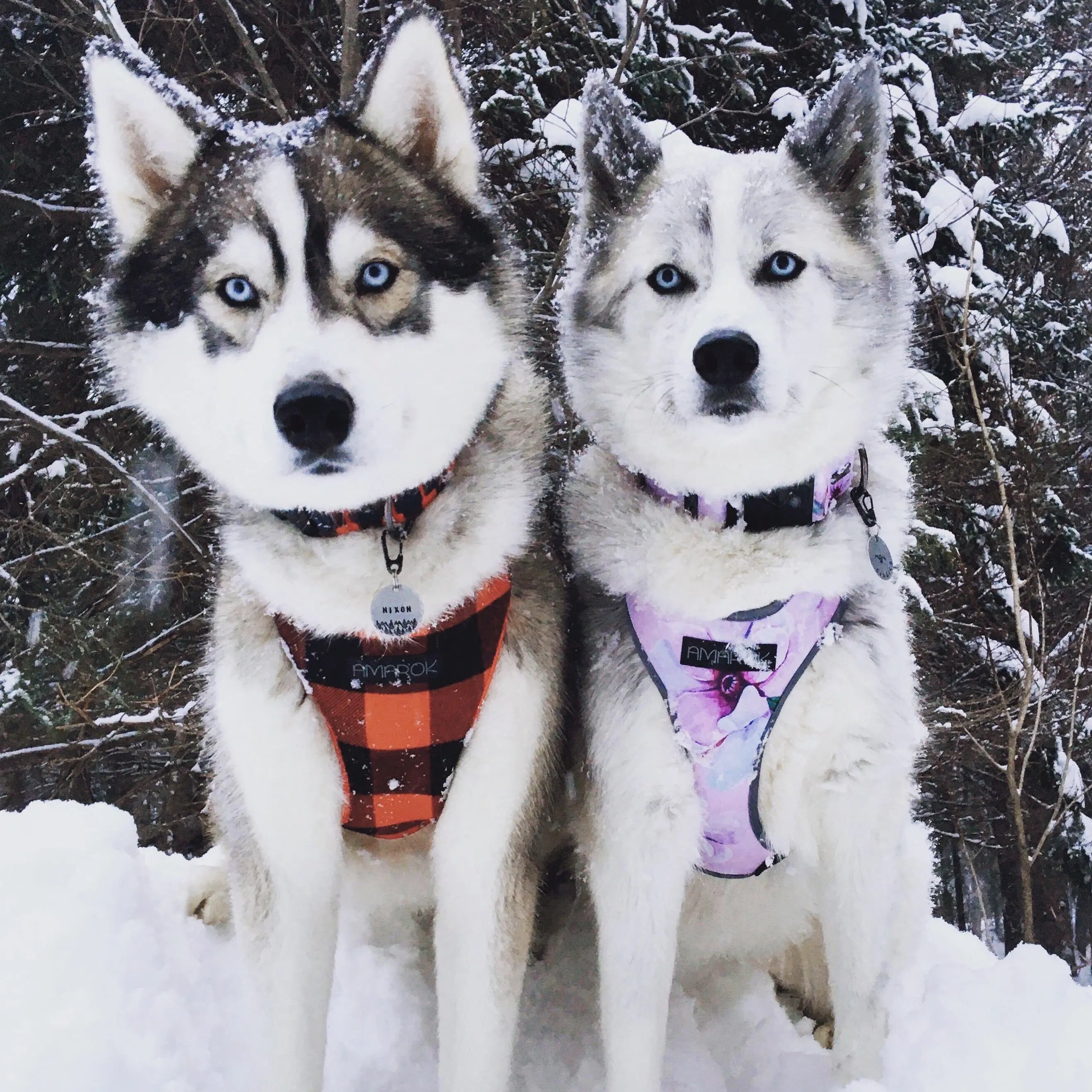 Deux chien, Husky portant les harnais régulier d randonnées pour gros chien et les colliers pour chien des collection Bucheron et MYOSOTIS