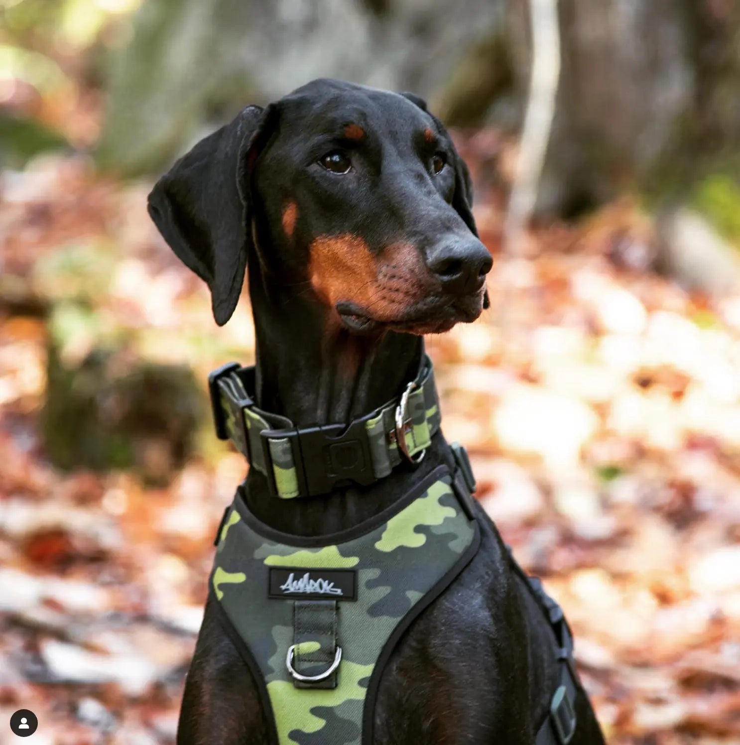 Harnais pour chien - Camo Amarok
