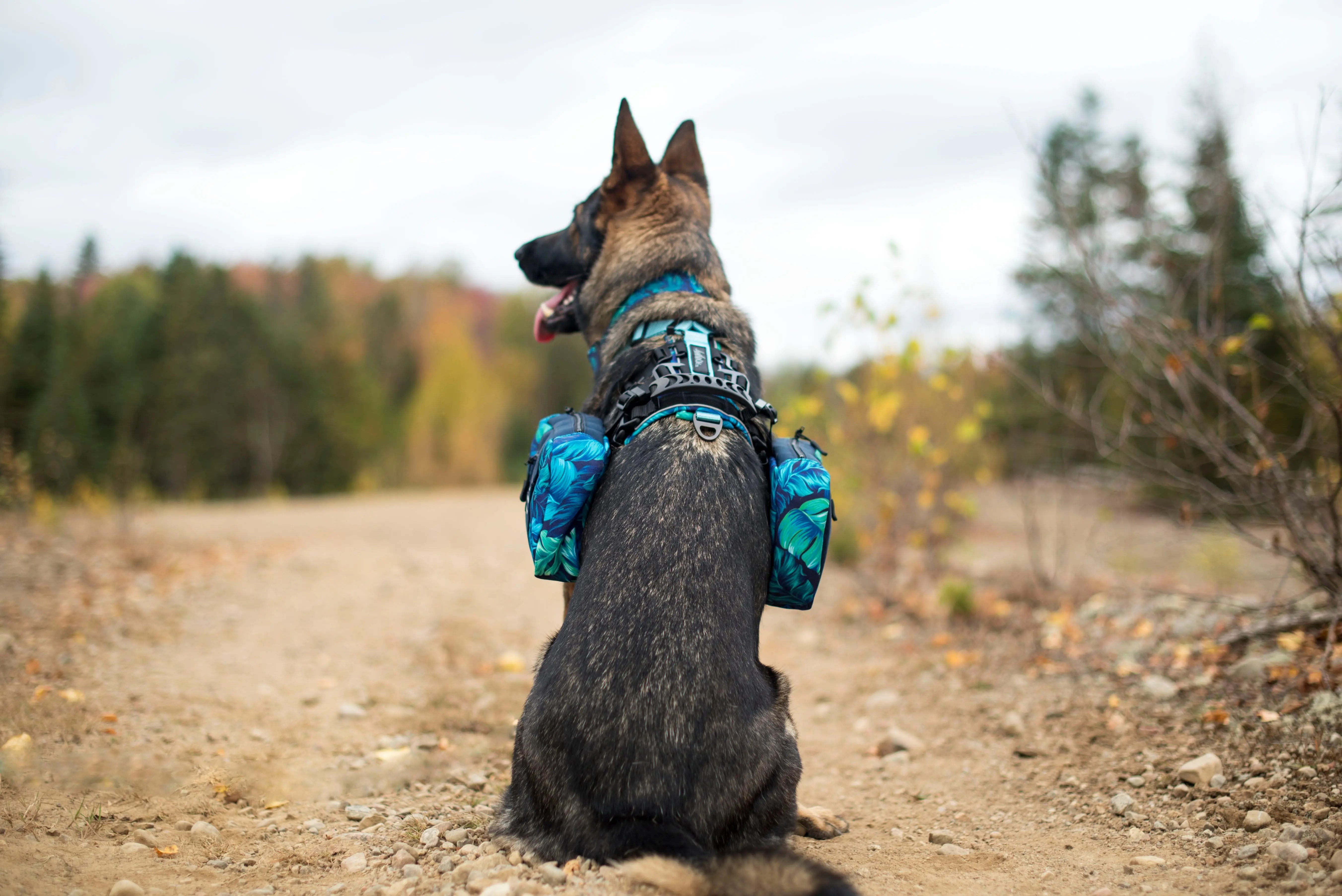 Picture of a german shepard wearing the Odyssey harness with the do backpack.