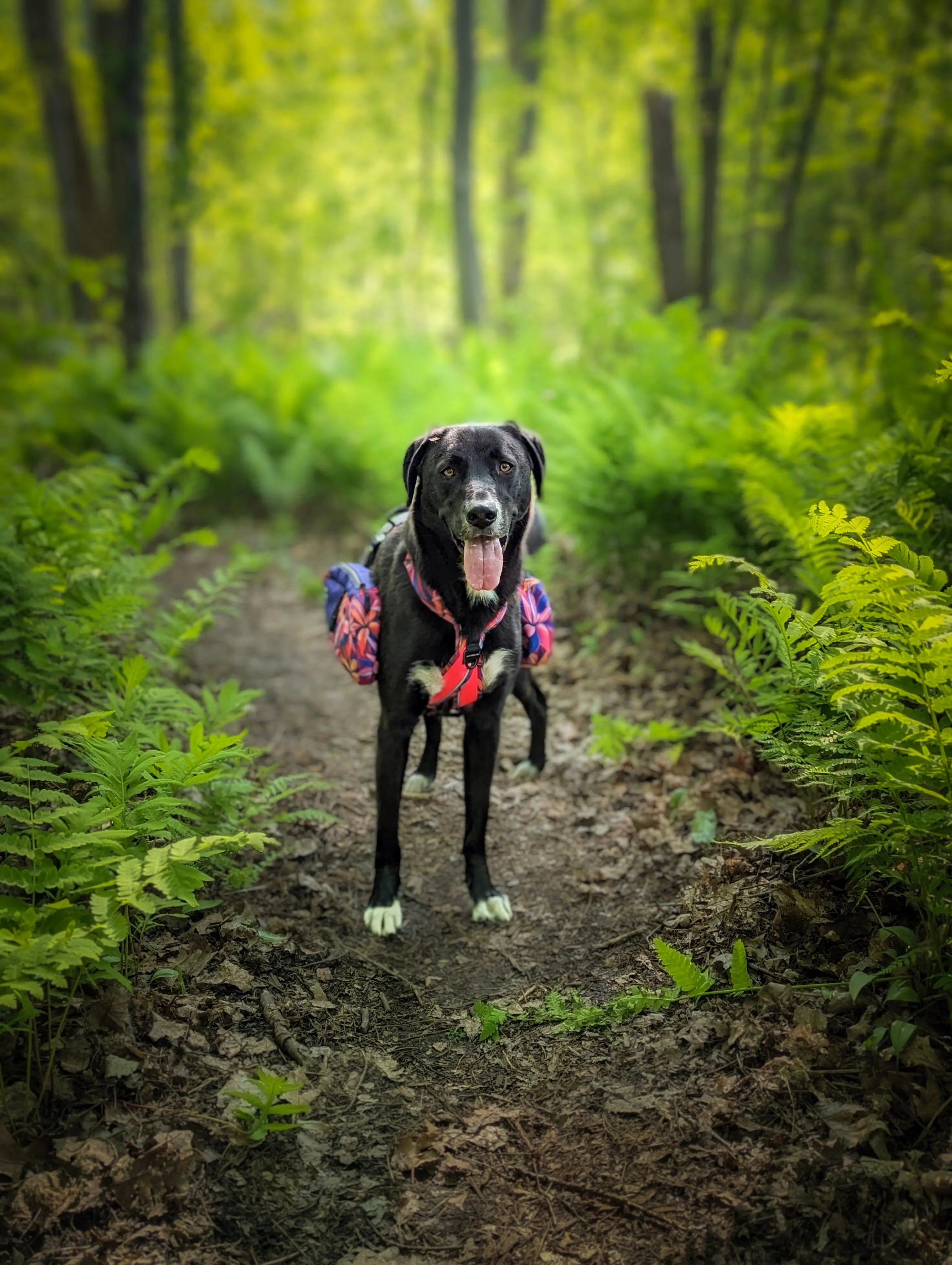 Labrador dog  hiking and wearing the Odyssey dog harness with the backpack of the Hannae collection.