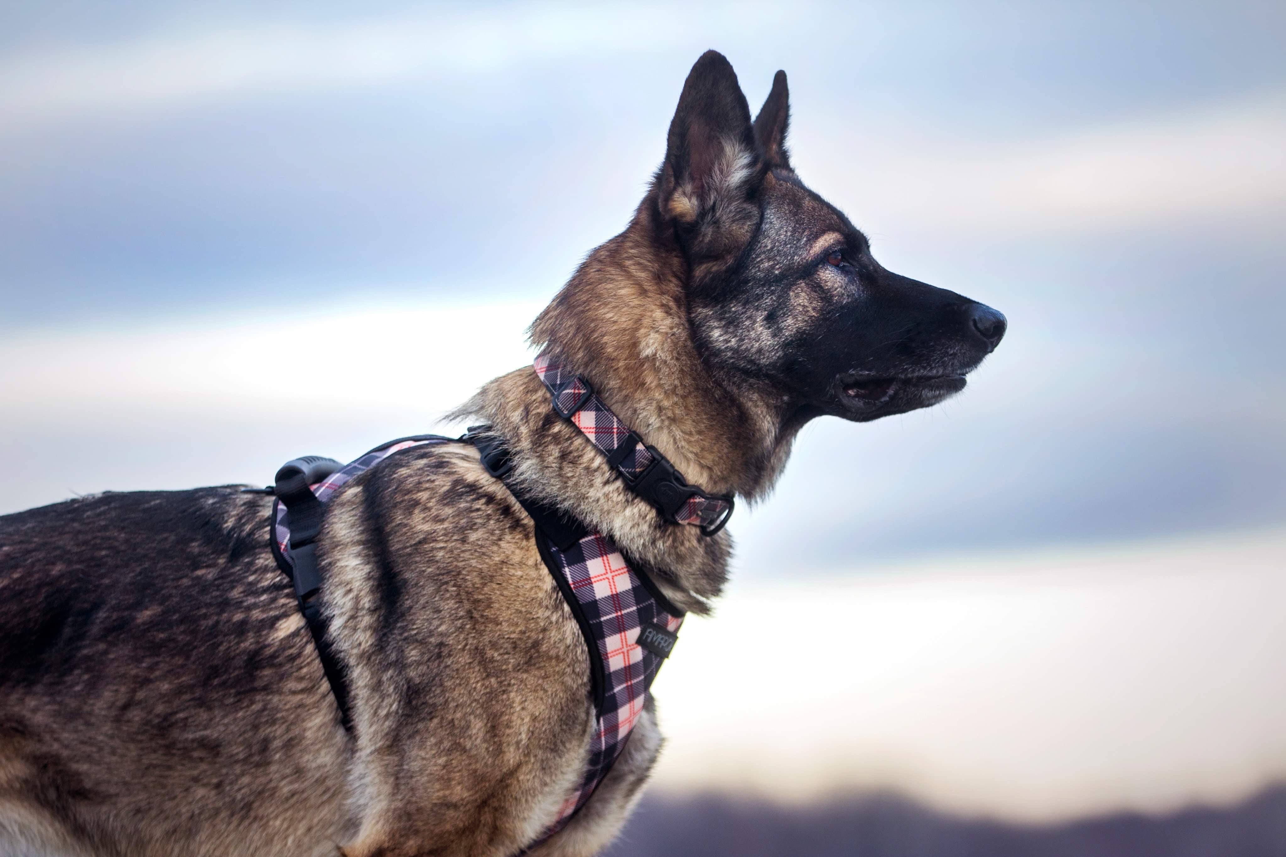 Chien berger alemand fixant l'horison avec son harnais pour chien et scollier pour chien fait pour la randonnée et les activités extérieures.