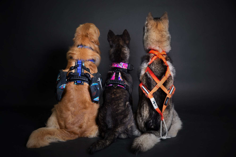Picture showing a Golden retreiver, holland shepard and a husky. all 3 wear a different type of dog harness.  We can see our Odyssey collection with the dog harness and backpack, our classic dog harness and our pulling harness.