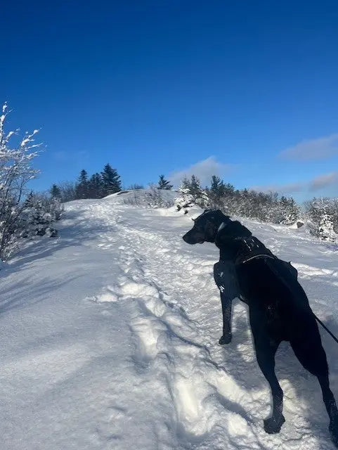 Top-Rando-d-hiver Amarok