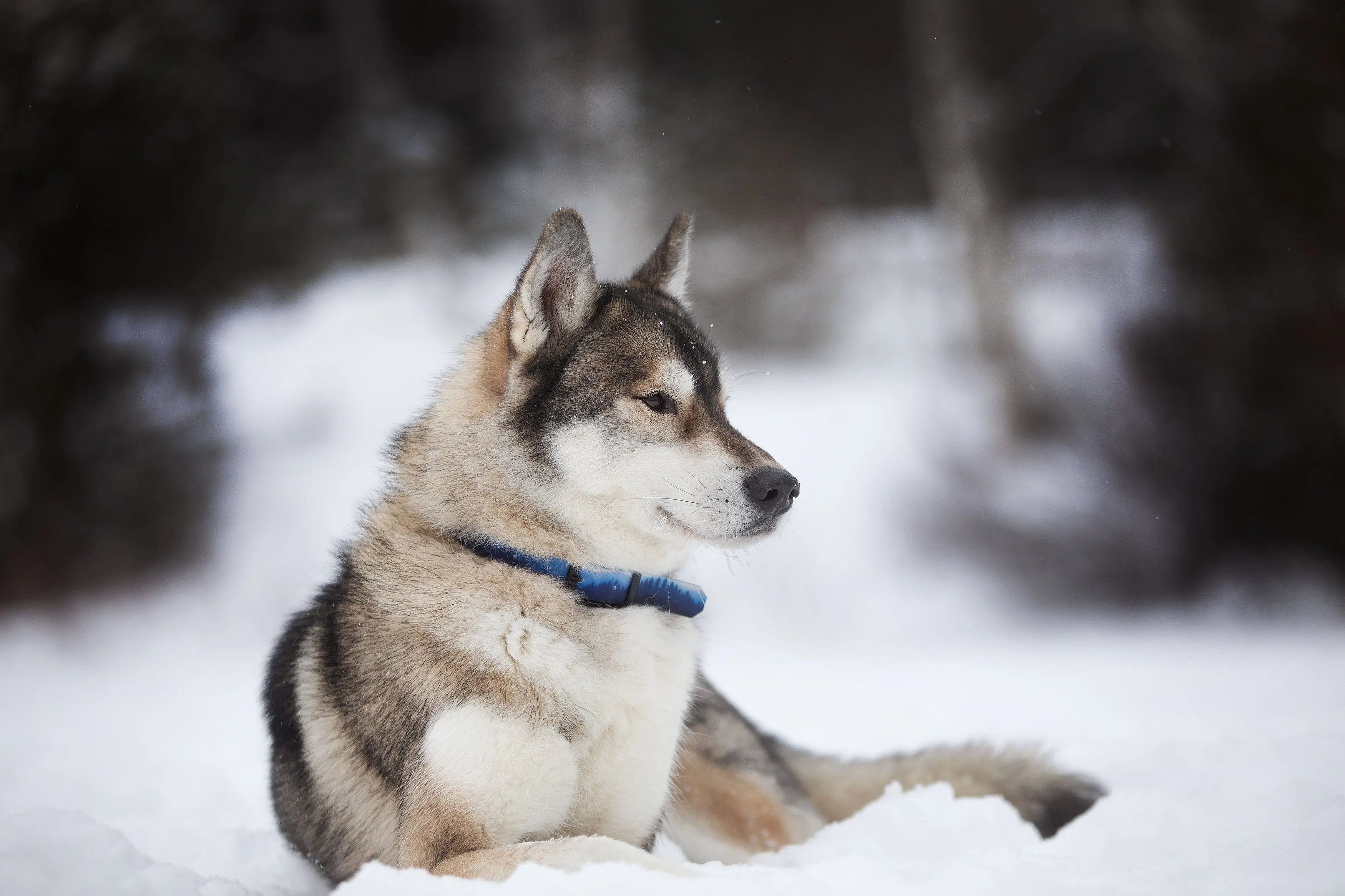 Husky in the snow wearing a 100% waterproof dog collar. Easy to clean, durable and odor free dog collar