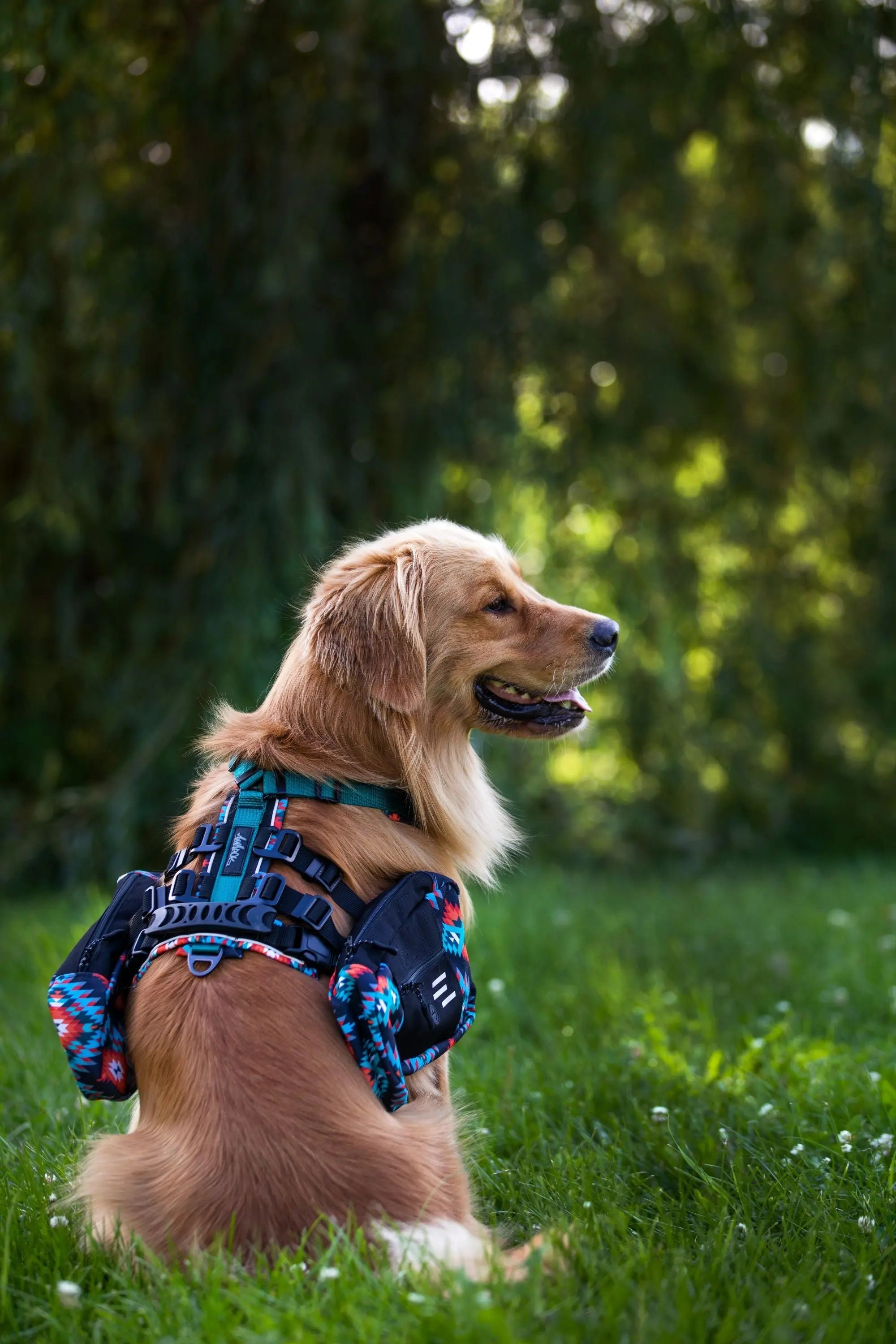 Golden retriever portant la collection Odyssé.  Harnais pour chien Odyssé Nomade avec les sac à dos assortis. 