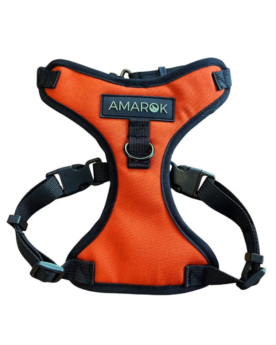 Harnais pour petit chien Helios