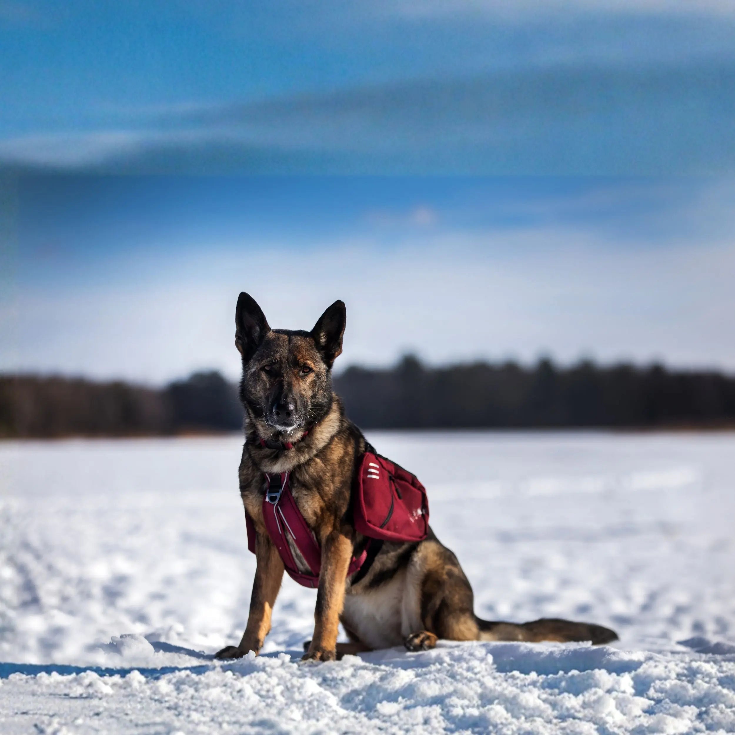 Sac à dos pour chien Odyssé - Chambertin Amarok