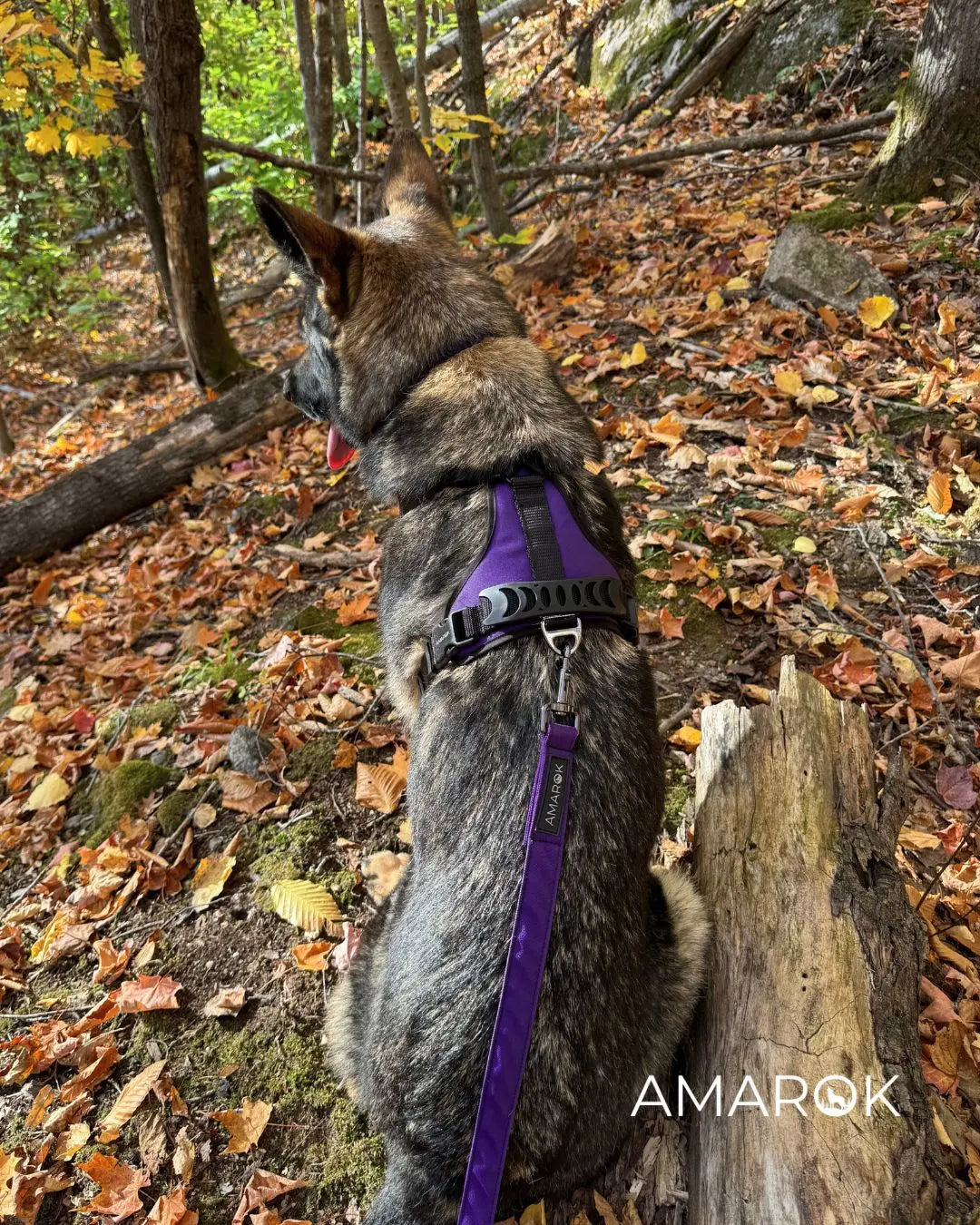 Berger Allemand portant le harnais et laisse Aurora de AMAROK