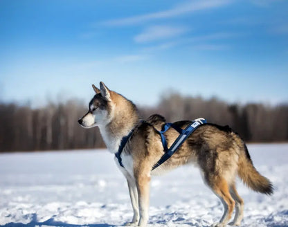 Harnais de traction pour chien - Kraken Amarok