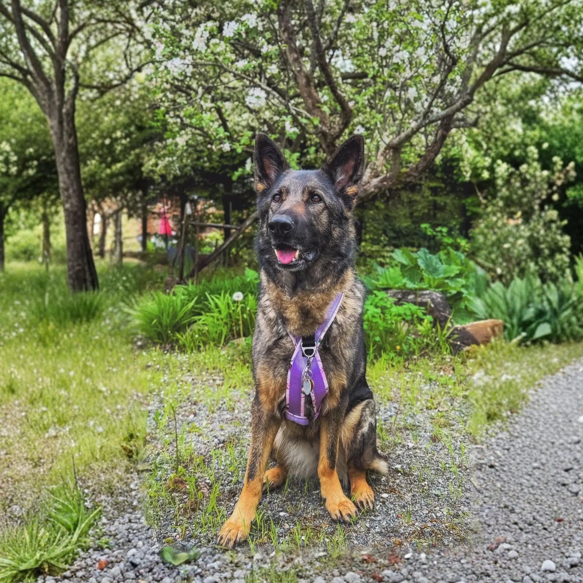 Harnais pour chien Odyssé Myosotis Amarok