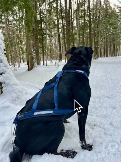 Harnais de traction pour chien - Kraken Amarok