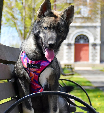 Chien, Berger Allemand portant Harnais régulier de randonnée de la collection Hannaé, vue de face. Couleurs rose, bleu, blanc, graphiques de fleurs tropicales.