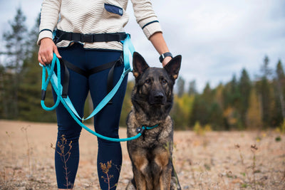 Photo de chien, Berger Allemand portant la laisse d'entrainement bleu