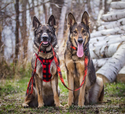 Deux chiens, Berger Allemands. L'un portant le harnais régulier de randonnées pour chien de la collection Bpucheron et tenant la laisse en tissus souple pour chien de la collection Sahara dans sa geule. L'autre portant le collier en tissus attaché à la laisse en tissus souple de la collection Sahara.