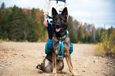 Photo de chien, Berger Allemand, portant le harnais Odyssée de la collection Hawaien avec les sacs à dos assortis