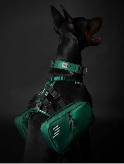 Dobberman dog wearing the martingale collar and the Odyssey set: Dog harness and dog backpack.