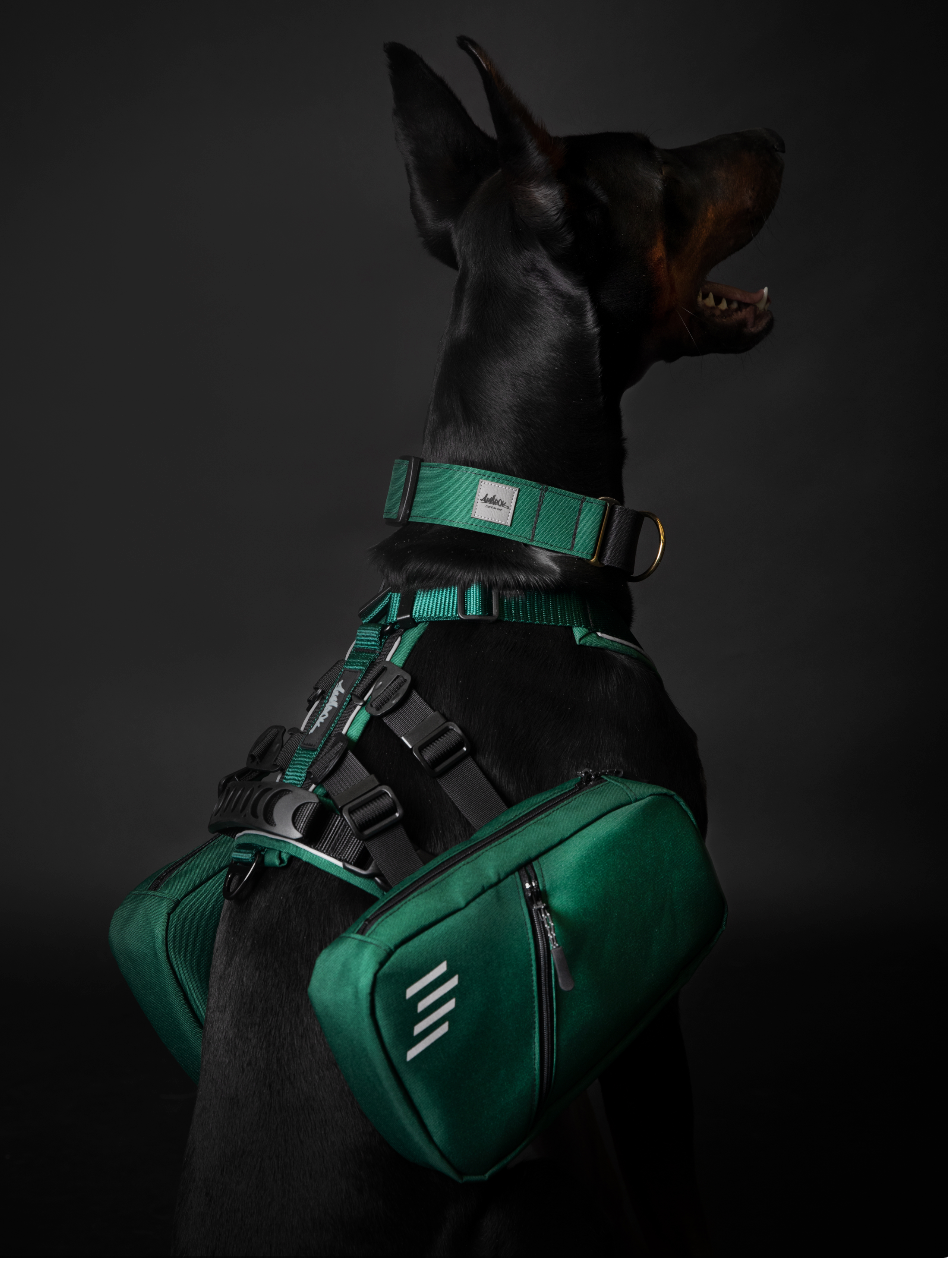 Chien, Dobbermann, portant le collier martingale, le harnais et le sac à dos de la collection Montagnard. 