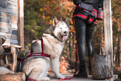 Chien, Husky et son maître, portant l'ensemble canicross de la collection Bûcheron. Ceinture canicross, laisse de traction bungee, harnais pour chien de traction canicross