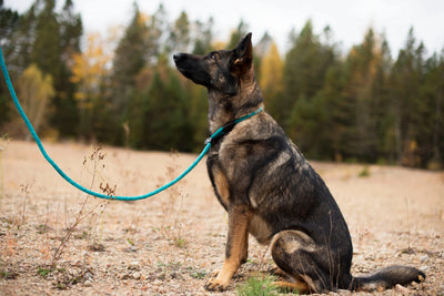 Photo de chien, Berger Allemand portant la laisse d'entrainement bleu