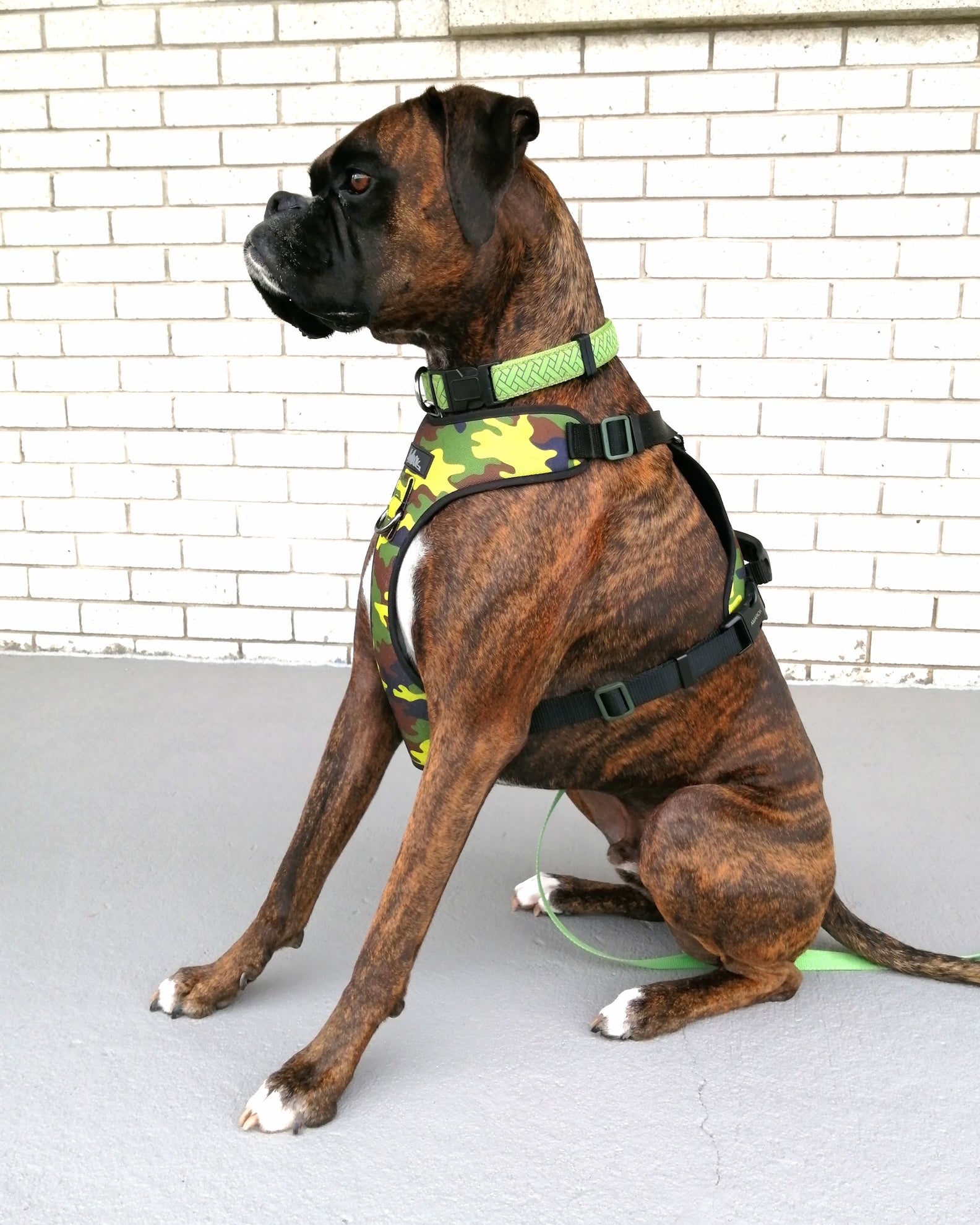 Photo de chien, Boxer portant harnais régulier de la collection Camo Vif 
