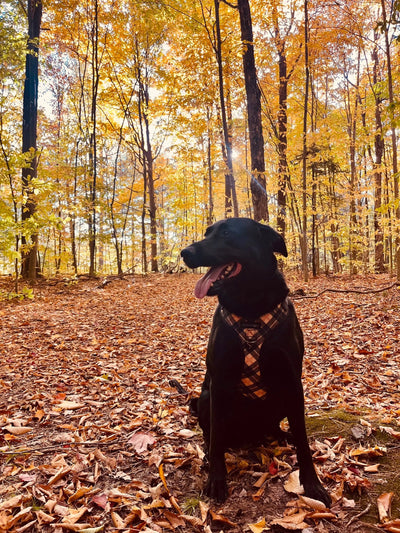 Harnais pour chien - Oxford Amarok