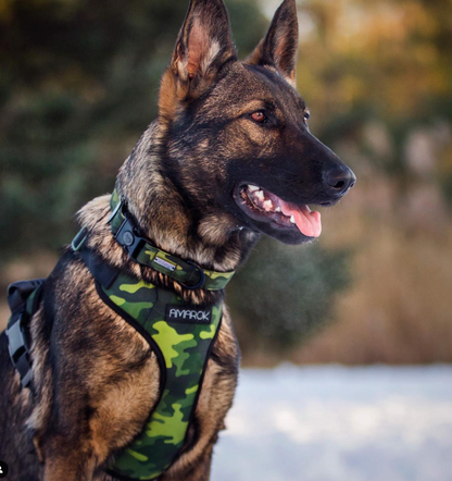 Photo de chien, Berger Allemand portant harnais régulier et collier martingale de la collection Camo Vif 