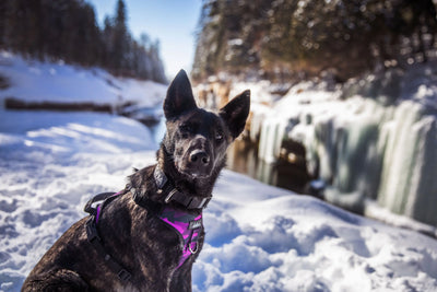 Chien, Berger Allemand, portant le harnais régulier pour gros chien de collection Astrid