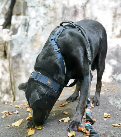 Dog wearing the Amarok Odyssey harness of the Kraken collection during a hike.