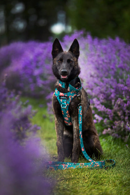 Chien, berger allemand portant Harnais régulier de randonnée, la laisse et le collier martingale pour chien de la collection Osaka, 