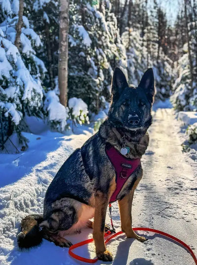 Harnais pour chien - Chambertin Amarok