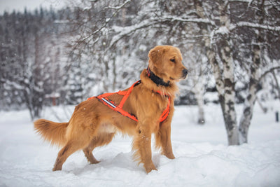 Chien, Golden Retriever portant le Harnais de traction Canicross pour chien de la collection Sahara