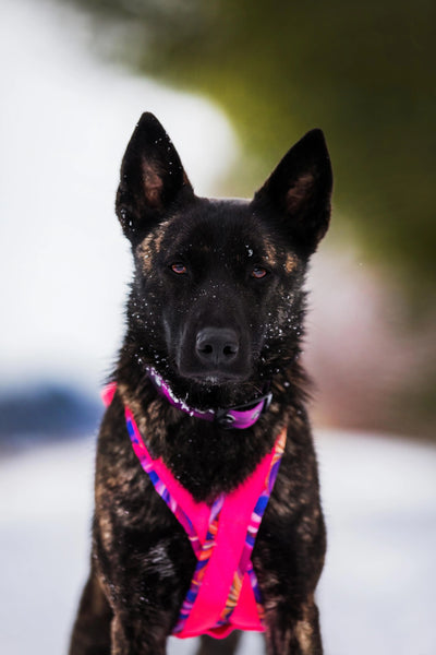 Photo de chien, Berger Allemand, portant le harnais de traction canicross de la collection Hannaé
