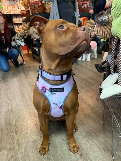 Chien, Pitbull, portant Harnais régulier de randonnées pour gros chien et le collier de la collection MYOSOTIS