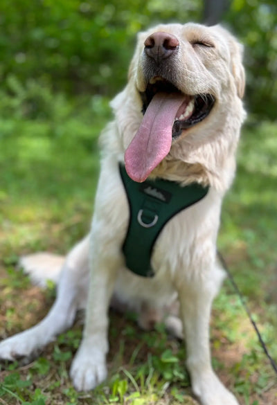 Chien Montagne des Pyrénées portant le harnais régulier pour gros chien de la collection Montagnard 