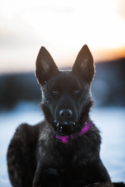 Chien Berger Allemand portant Collier imperméable en PVC pour chien de la collection Astrid