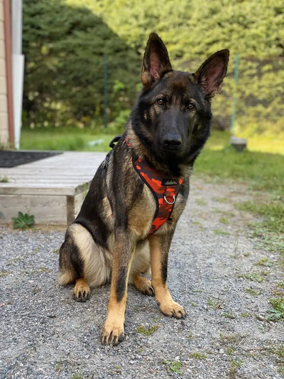 Chien, Berger Allemand, dans une cours extérieure, portant le Harnais régulier de randonnée pour gros chien de la collection Sahara. Aux motif camo et aux couleurs rouge et noir. Vue de face. 