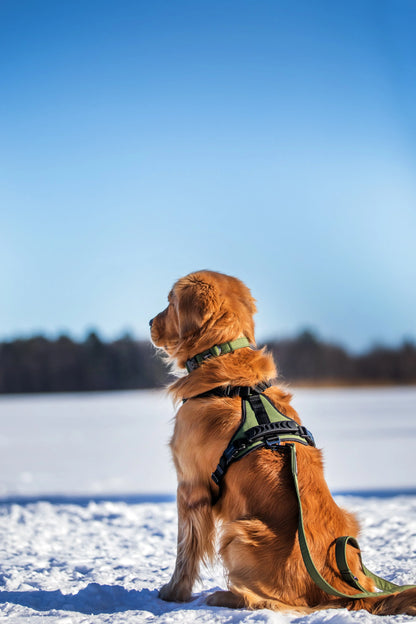 Harnais pour chien - Ribera Amarok