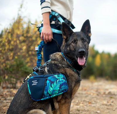 Photo de chien, Berger Allemand portant le sac à dos Odysée de la collection Hawaien