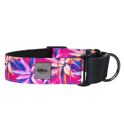 Collier pour chien martingale de la collection Hannaé, vue d'ensemble