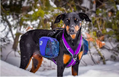 Dog wearing the Odyssey harness  of the Mandala collection with the dog backpack.