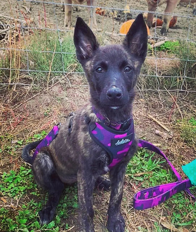 Chien, Berger Allemand portant le harnais régulier de randonnée pour gros chien et laisse en tissus de la collection Astrid