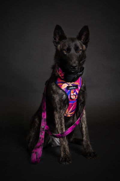 Chien, berger allemand portant le harnais de randonnée pour chien de la collection Hannaé et la laisse imperméable en PVC pour chien de la collection Astrid