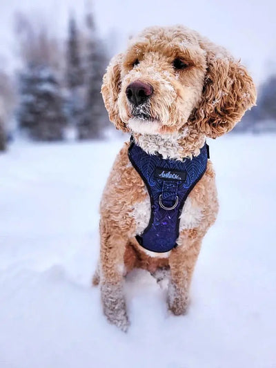 Chien, Doodle, dans la neige, portant le harnais de randonnée régulier de la collection Mandala, vue de face. 